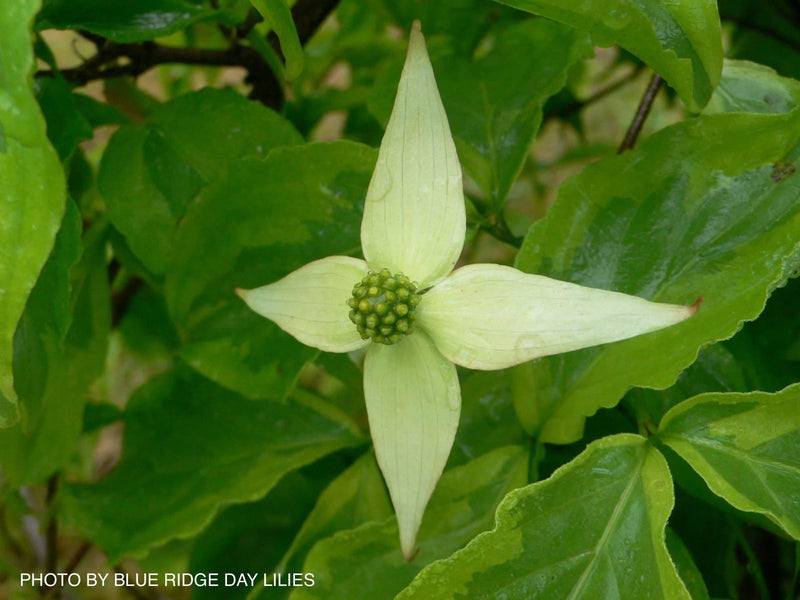 - Cornus kousa 'Kristin Lipka’s Variegated Weeper' Chinese Dogwood - Mr Maple │ Buy Japanese Maple Trees