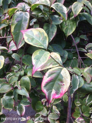 - Cornus kousa 'Kristin Lipka’s Variegated Weeper' Chinese Dogwood - Mr Maple │ Buy Japanese Maple Trees