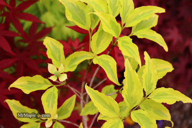 - Cornus kousa 'Lemon Ripple' Yellow Variegated Chinese Dogwood - Mr Maple │ Buy Japanese Maple Trees