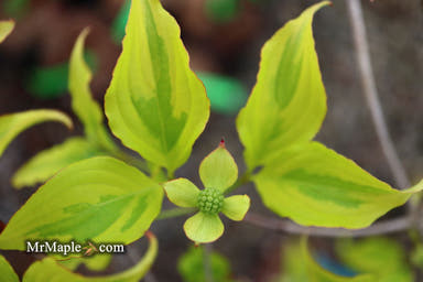 - Cornus kousa 'Lemon Ripple' Yellow Variegated Chinese Dogwood - Mr Maple │ Buy Japanese Maple Trees