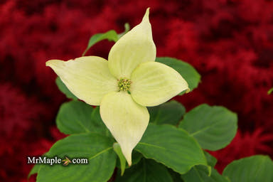 - Cornus kousa 'Little Poncho' Dwarf Flowering Chinese Dogwood - Mr Maple │ Buy Japanese Maple Trees
