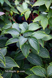 - Cornus kousa 'Little Poncho' Dwarf Flowering Chinese Dogwood - Mr Maple │ Buy Japanese Maple Trees