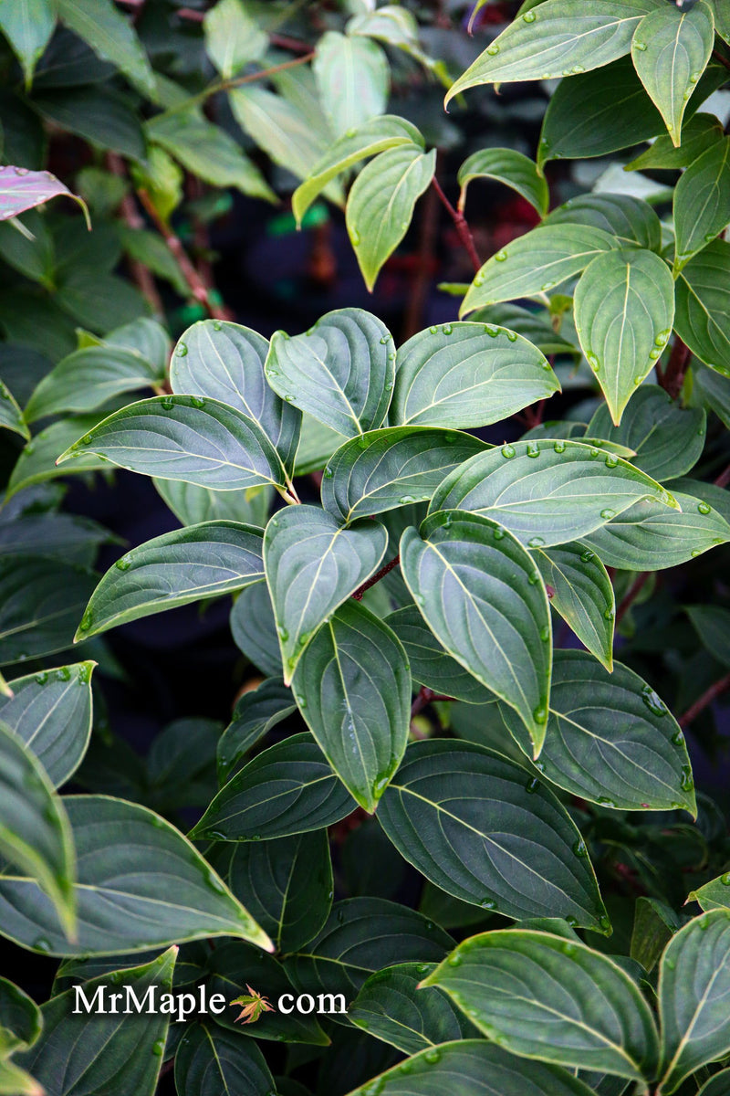 - Cornus kousa 'Little Poncho' Dwarf Flowering Chinese Dogwood - Mr Maple │ Buy Japanese Maple Trees