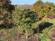 - Cornus kousa 'Little Poncho' Dwarf Flowering Chinese Dogwood - Mr Maple │ Buy Japanese Maple Trees