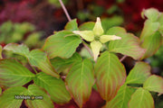 - Cornus kousa 'Little Poncho' Dwarf Flowering Chinese Dogwood - Mr Maple │ Buy Japanese Maple Trees