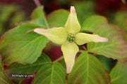 - Cornus kousa 'Little Poncho' Dwarf Flowering Chinese Dogwood - Mr Maple │ Buy Japanese Maple Trees