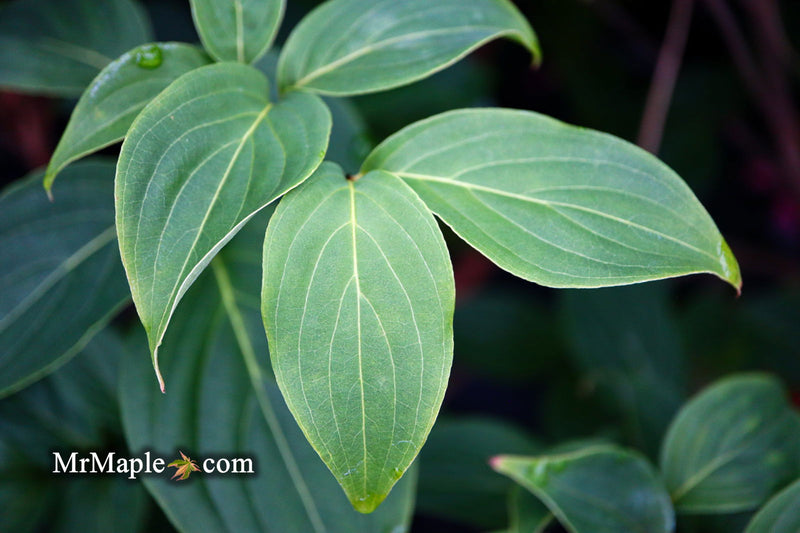 - Cornus kousa 'Little Poncho' Dwarf Flowering Chinese Dogwood - Mr Maple │ Buy Japanese Maple Trees