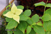 - Cornus kousa 'Little Poncho' Dwarf Flowering Chinese Dogwood - Mr Maple │ Buy Japanese Maple Trees