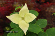 - Cornus kousa 'Little Poncho' Dwarf Flowering Chinese Dogwood - Mr Maple │ Buy Japanese Maple Trees