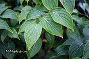 - Cornus kousa 'Little Poncho' Dwarf Flowering Chinese Dogwood - Mr Maple │ Buy Japanese Maple Trees