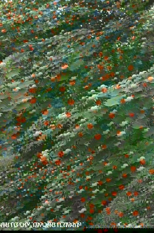 - Cornus kousa 'Madi-II' Mandarin Jewel™ Orange Fruit White Flowering Chinese Dogwood - Mr Maple │ Buy Japanese Maple Trees