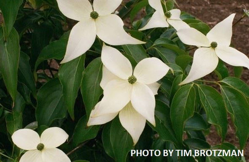 - Cornus kousa 'Madi-II' Mandarin Jewel™ Orange Fruit White Flowering Chinese Dogwood - Mr Maple │ Buy Japanese Maple Trees