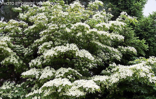 - Cornus kousa 'Milky Way' White Flowering Chinese Dogwood - Mr Maple │ Buy Japanese Maple Trees