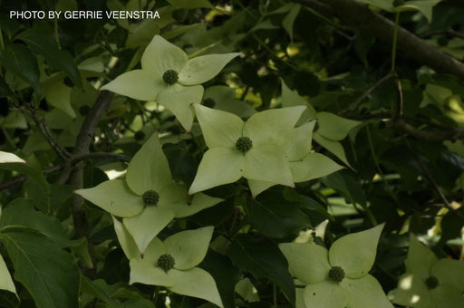 - Cornus kousa 'Milky Way' White Flowering Chinese Dogwood - Mr Maple │ Buy Japanese Maple Trees
