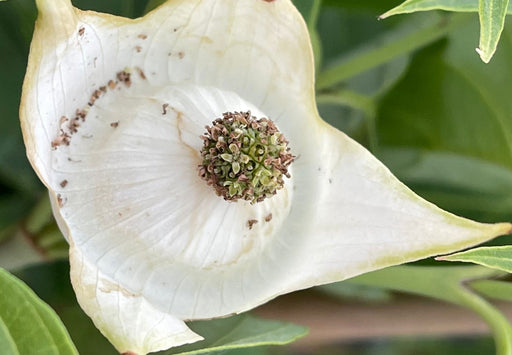 - Cornus kousa 'Pam's Mountain Bouquet' Korean Dogwood - Mr Maple │ Buy Japanese Maple Trees