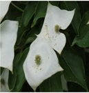 - Cornus kousa 'Pam's Mountain Bouquet' Korean Dogwood - Mr Maple │ Buy Japanese Maple Trees