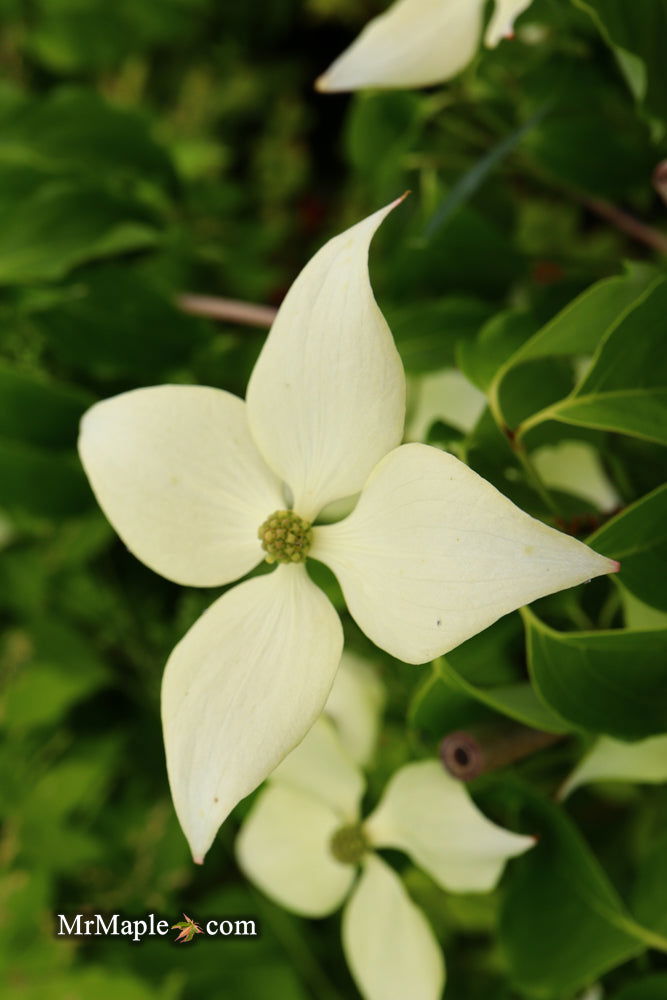 Buy Cornus kousa 'Pam's Mountain Bouquet' White Flowering Korean