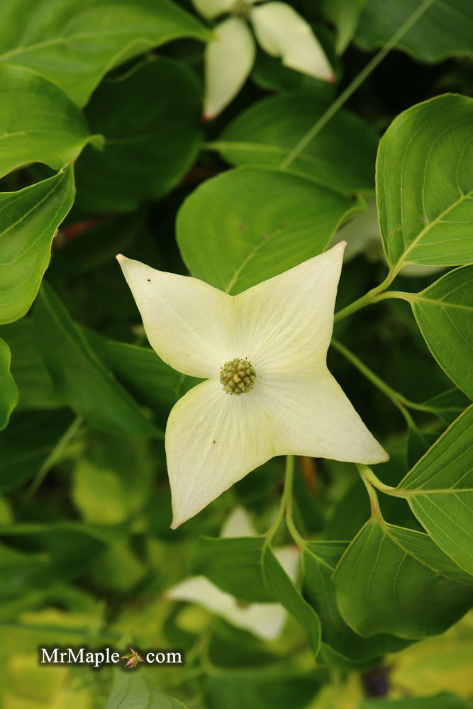 Buy Cornus kousa 'Pam's Mountain Bouquet' White Flowering Korean
