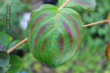 - Cornus kousa 'Peve Satomi Compact' Dogwood - Mr Maple │ Buy Japanese Maple Trees