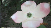 - Cornus kousa 'Rutgan' Stellar Pink™ Pink Flowering Chinese Dogwood - Mr Maple │ Buy Japanese Maple Trees
