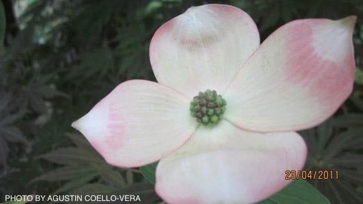 - Cornus kousa 'Rutgan' Stellar Pink™ Pink Flowering Chinese Dogwood - Mr Maple │ Buy Japanese Maple Trees