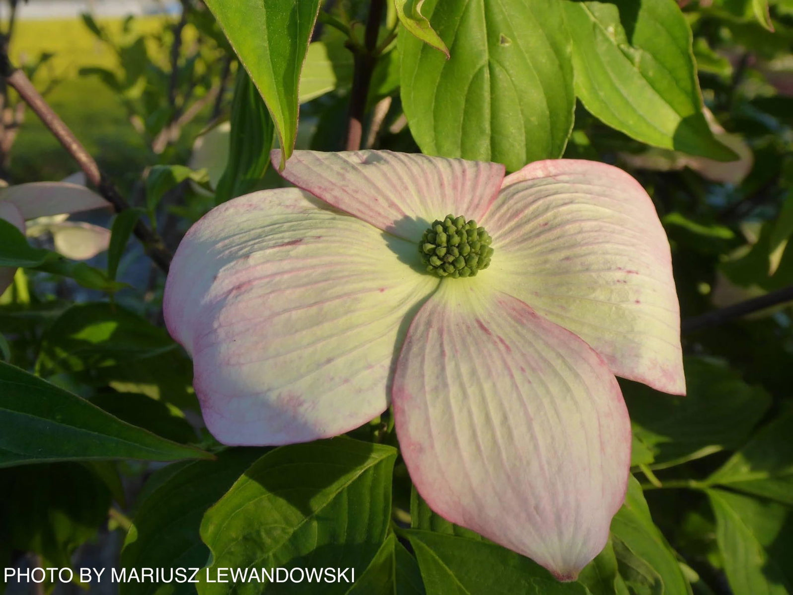 Buy Cornus kousa 'Rutgan' Stellar Pink™ Pink Flowering Chinese Dogwood ...