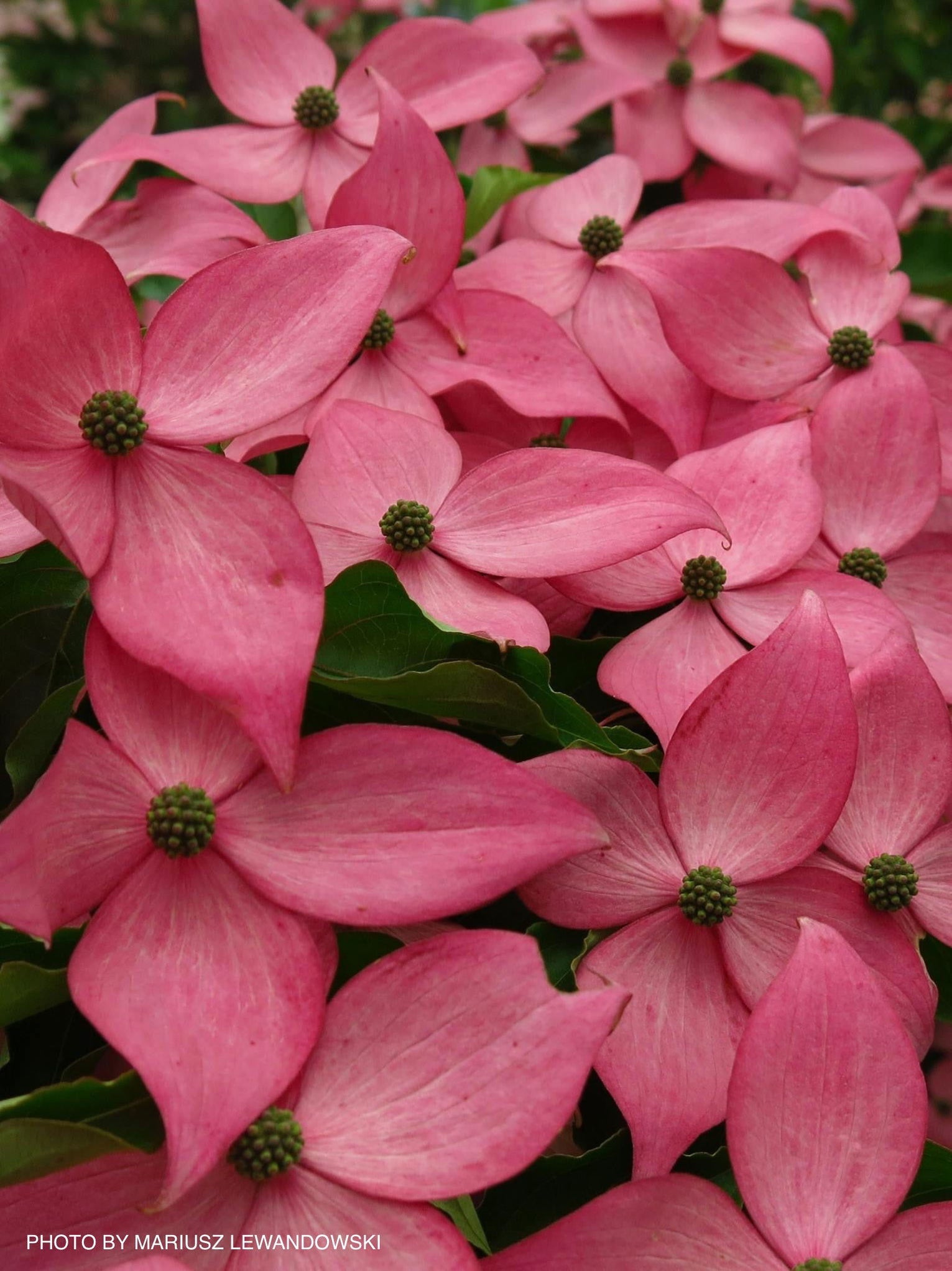 Buy Cornus kousa 'Rutpink' Scarlet Fire™ Red Flowering Chinese Dogwood ...