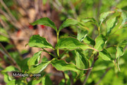 - Cornus kousa 'Rutpink' Scarlet Fire™ Red Flowering Chinese Dogwood - Mr Maple │ Buy Japanese Maple Trees