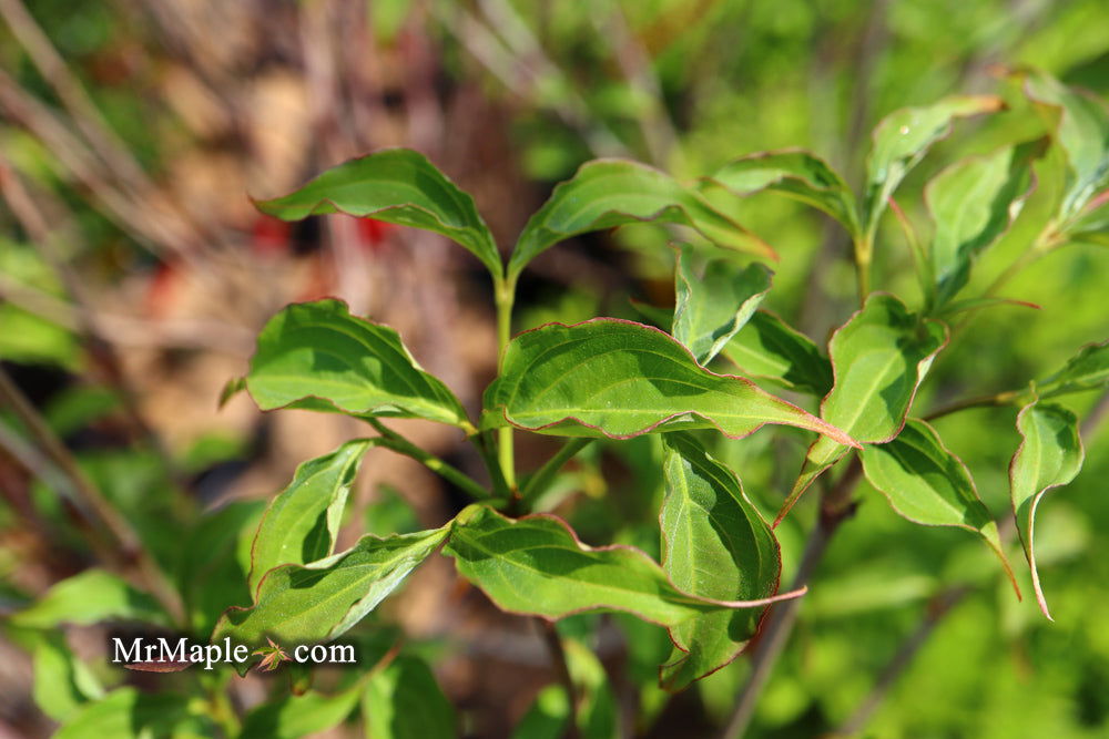 Buy Cornus kousa 'Rutpink' Scarlet Fire™ Red Flowering Chinese Dogwood ...