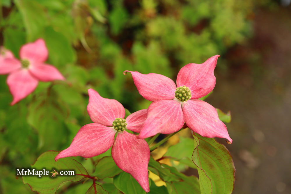 Buy Cornus kousa 'Rutpink' Scarlet Fire™ Red Flowering Chinese Dogwood ...