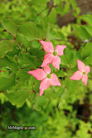- Cornus kousa 'Rutpink' Scarlet Fire™ Red Flowering Chinese Dogwood - Mr Maple │ Buy Japanese Maple Trees