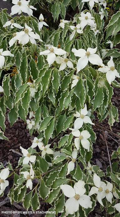 - Cornus kousa 'Samzam' Samaritan® Variegated Chinese Flowering Dogwood - Mr Maple │ Buy Japanese Maple Trees