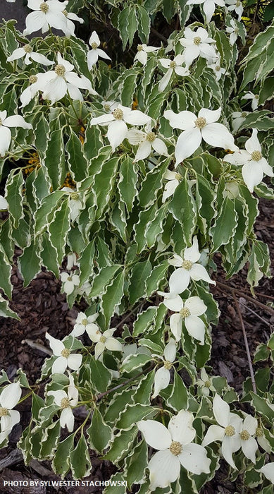 '- Cornus kousa 'Samzam' Samaritan® Variegated Chinese Flowering Dogwood - Mr Maple │ Buy Japanese Maple Trees