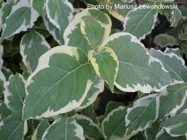 - Cornus kousa 'Samzam' Samaritan® Variegated Chinese Flowering Dogwood - Mr Maple │ Buy Japanese Maple Trees