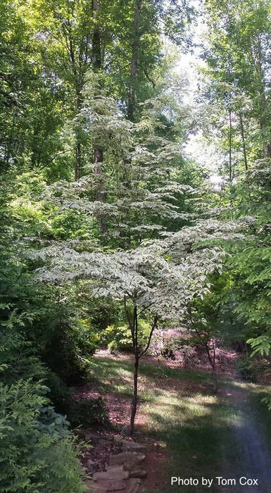 '- Cornus kousa 'Samzam' Samaritan® Variegated Chinese Flowering Dogwood - Mr Maple │ Buy Japanese Maple Trees