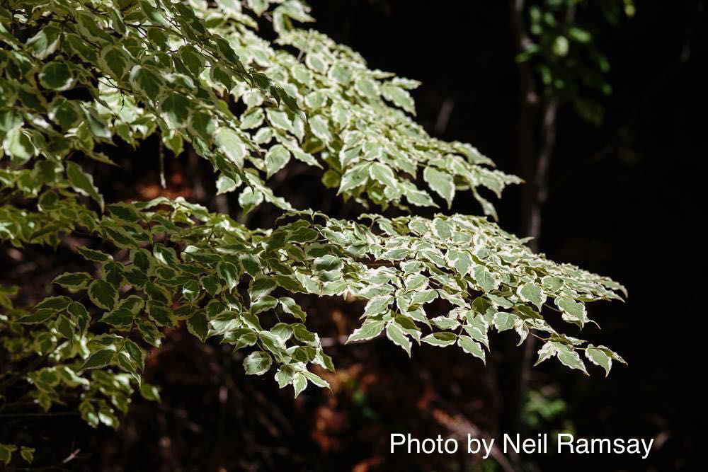 '- Cornus kousa 'Samzam' Samaritan® Variegated Chinese Flowering Dogwood - Mr Maple │ Buy Japanese Maple Trees