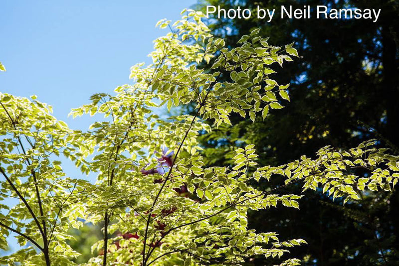 - Cornus kousa 'Samzam' Samaritan® Variegated Chinese Flowering Dogwood - Mr Maple │ Buy Japanese Maple Trees