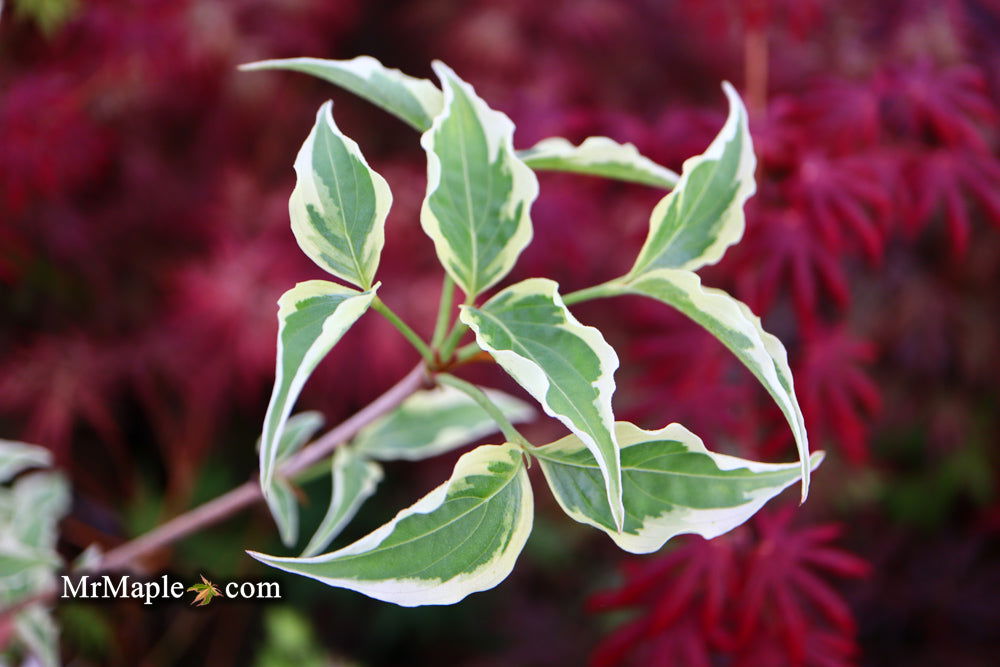 '- Cornus kousa 'Samzam' Samaritan® Variegated Chinese Flowering Dogwood - Mr Maple │ Buy Japanese Maple Trees