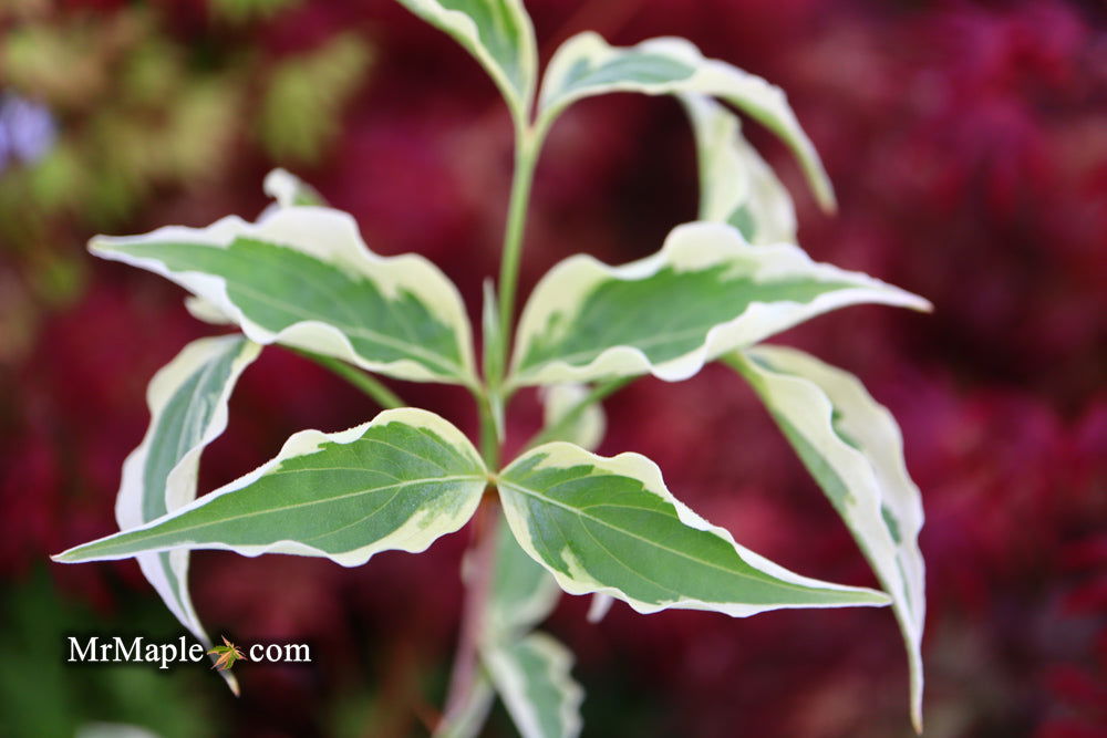 '- Cornus kousa 'Samzam' Samaritan® Variegated Chinese Flowering Dogwood - Mr Maple │ Buy Japanese Maple Trees