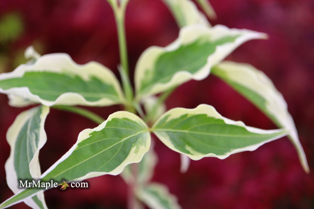 Buy Cornus kousa 'Samzam' Samaritan® Variegated Chinese Flowering