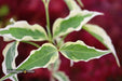 '- Cornus kousa 'Samzam' Samaritan® Variegated Chinese Flowering Dogwood - Mr Maple │ Buy Japanese Maple Trees