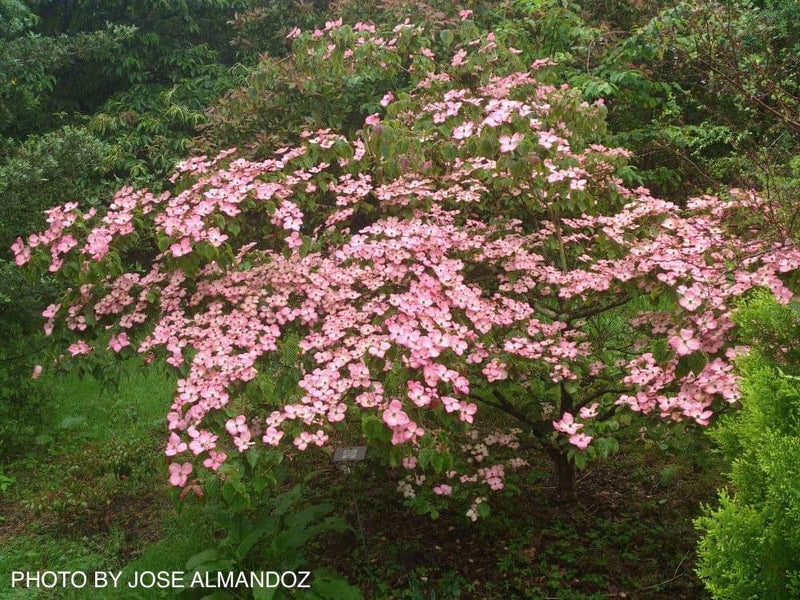 - Cornus kousa 'Satomi’ Pink Flowering Chinese Dogwood - Mr Maple │ Buy Japanese Maple Trees