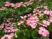 - Cornus kousa 'Satomi’ Pink Flowering Chinese Dogwood - Mr Maple │ Buy Japanese Maple Trees