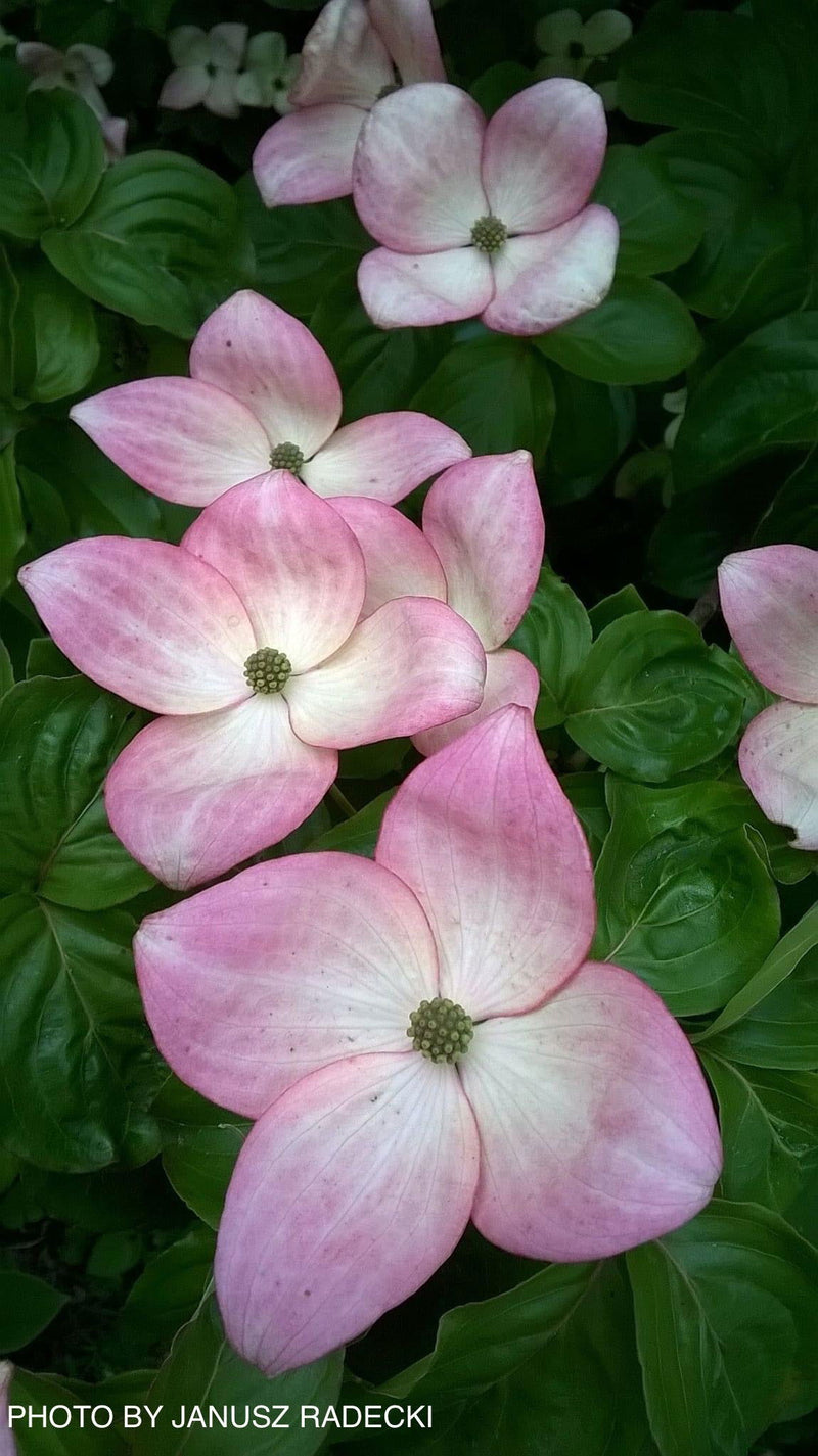 - Cornus kousa 'Satomi’ Pink Flowering Chinese Dogwood - Mr Maple │ Buy Japanese Maple Trees