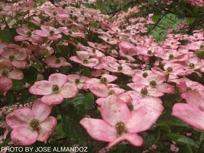 - Cornus kousa 'Satomi’ Pink Flowering Chinese Dogwood - Mr Maple │ Buy Japanese Maple Trees