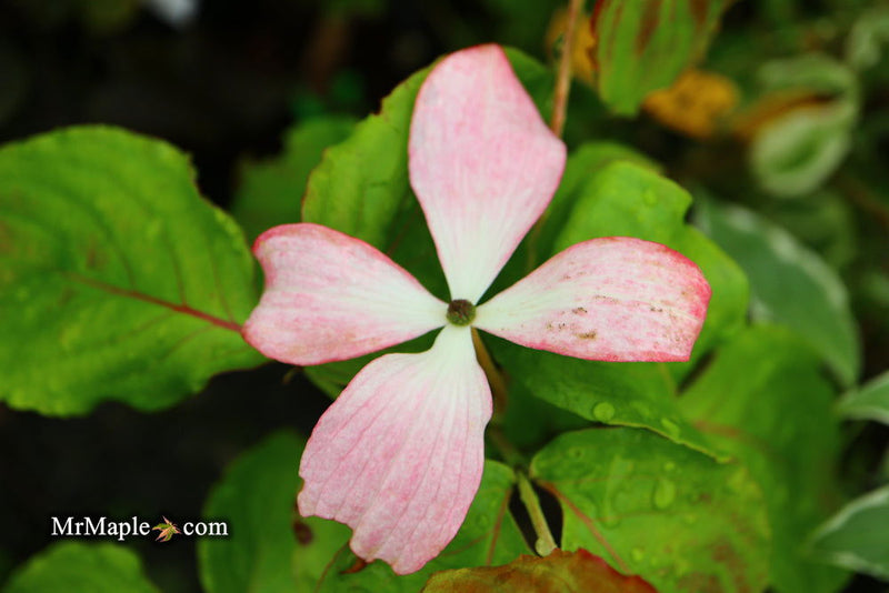 - Cornus kousa 'Satomi’ Pink Flowering Chinese Dogwood - Mr Maple │ Buy Japanese Maple Trees