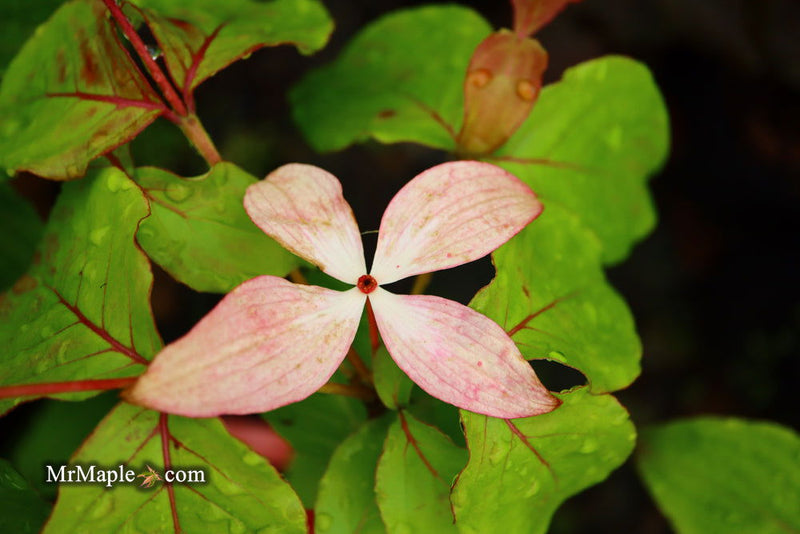 - Cornus kousa 'Satomi’ Pink Flowering Chinese Dogwood - Mr Maple │ Buy Japanese Maple Trees