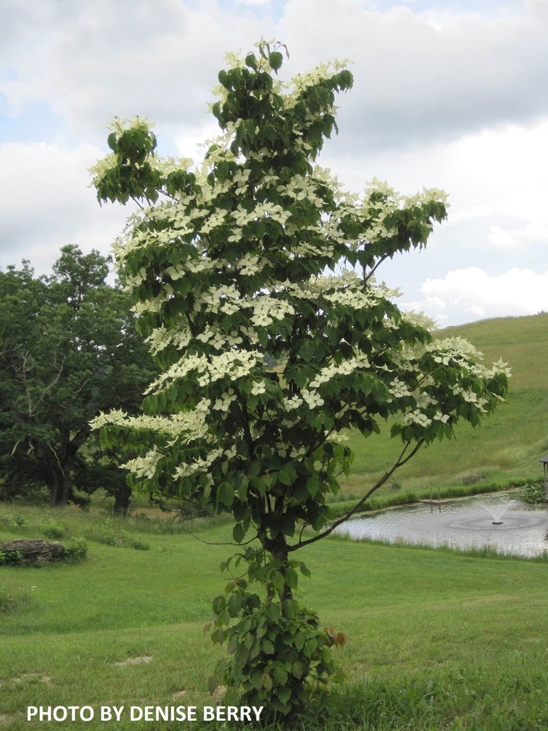 - Cornus kousa 'Snow Tower' White Flowering Narrow Chinese Dogwood - Mr Maple │ Buy Japanese Maple Trees