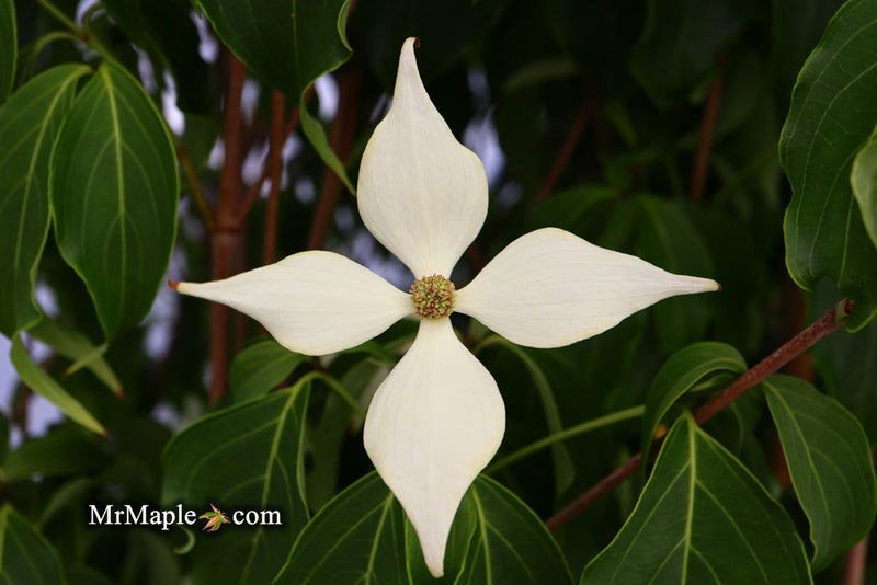 - Cornus kousa 'Snow Tower' White Flowering Narrow Chinese Dogwood - Mr Maple │ Buy Japanese Maple Trees