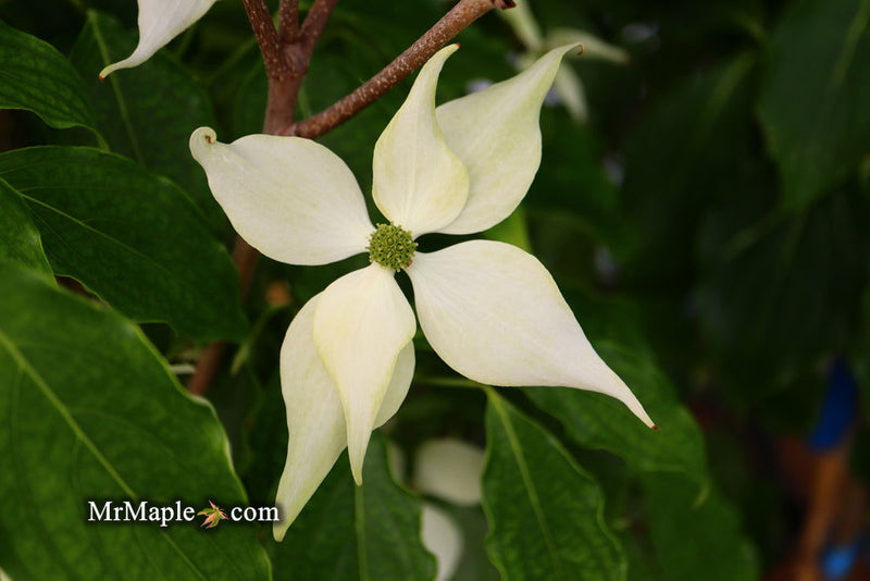 - Cornus kousa 'Snow Tower' White Flowering Narrow Chinese Dogwood - Mr Maple │ Buy Japanese Maple Trees